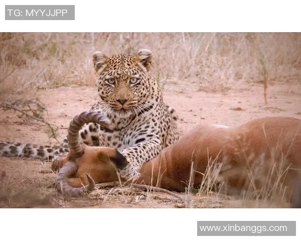 30阿特拉斯与美洲狮的激烈对决谁将赢得胜利的荣耀与未来